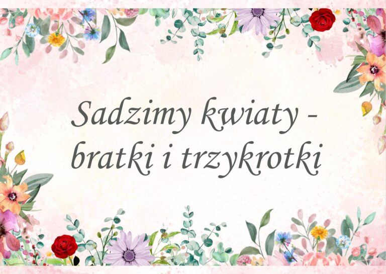 Sadzimy kwiaty – bratki i trzykrotki