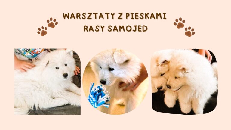 Warsztaty z pieskami rasy SAMOJED